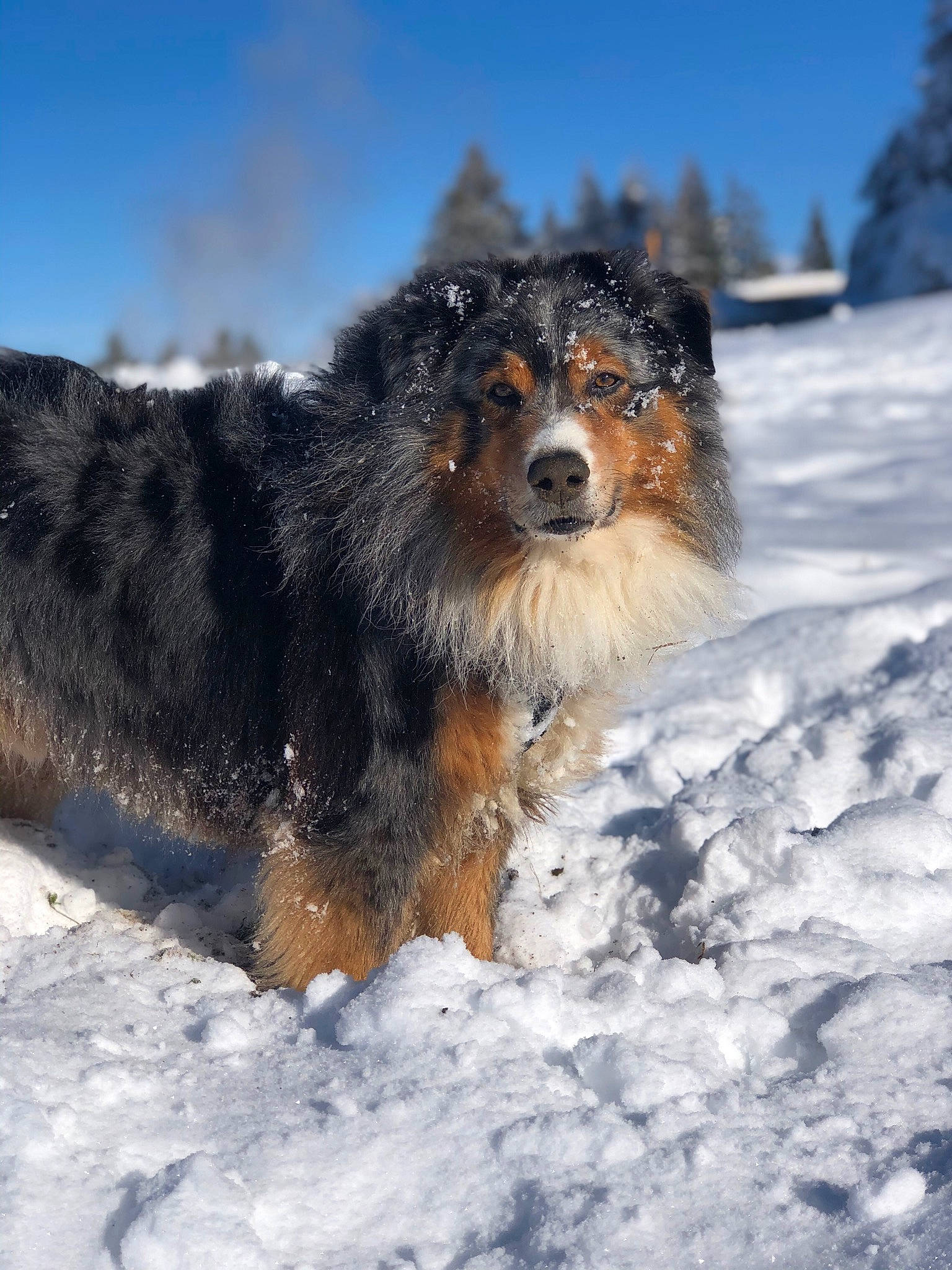 Houston participe au concours pour gagner de l'argent avec cette photo : australian_shepherd, canidae, carnivore, dog, dog_breed, english_shepherd, herding_dog, mammal, rare_breed_dog, snout, snow, sporting_group, vertebrate, winter, working_dog