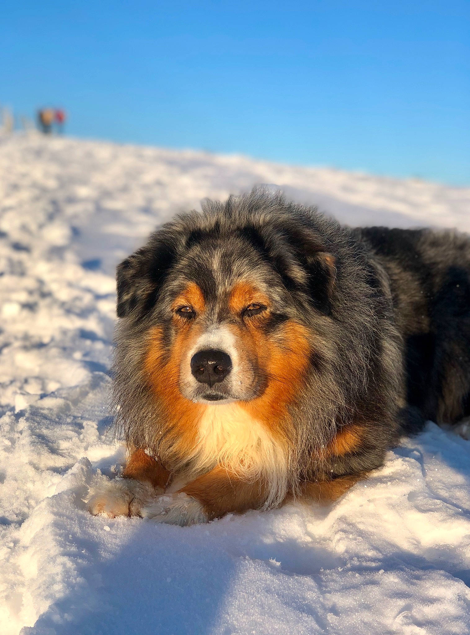 Houston participe au concours pour gagner de l'argent avec cette photo : australian_shepherd, canidae, carnivore, collie, dog, dog_breed, english_shepherd, fur, geological_phenomenon, mammal, rare_breed_dog, scotch_collie, snout, snow, sporting_group, vertebrate