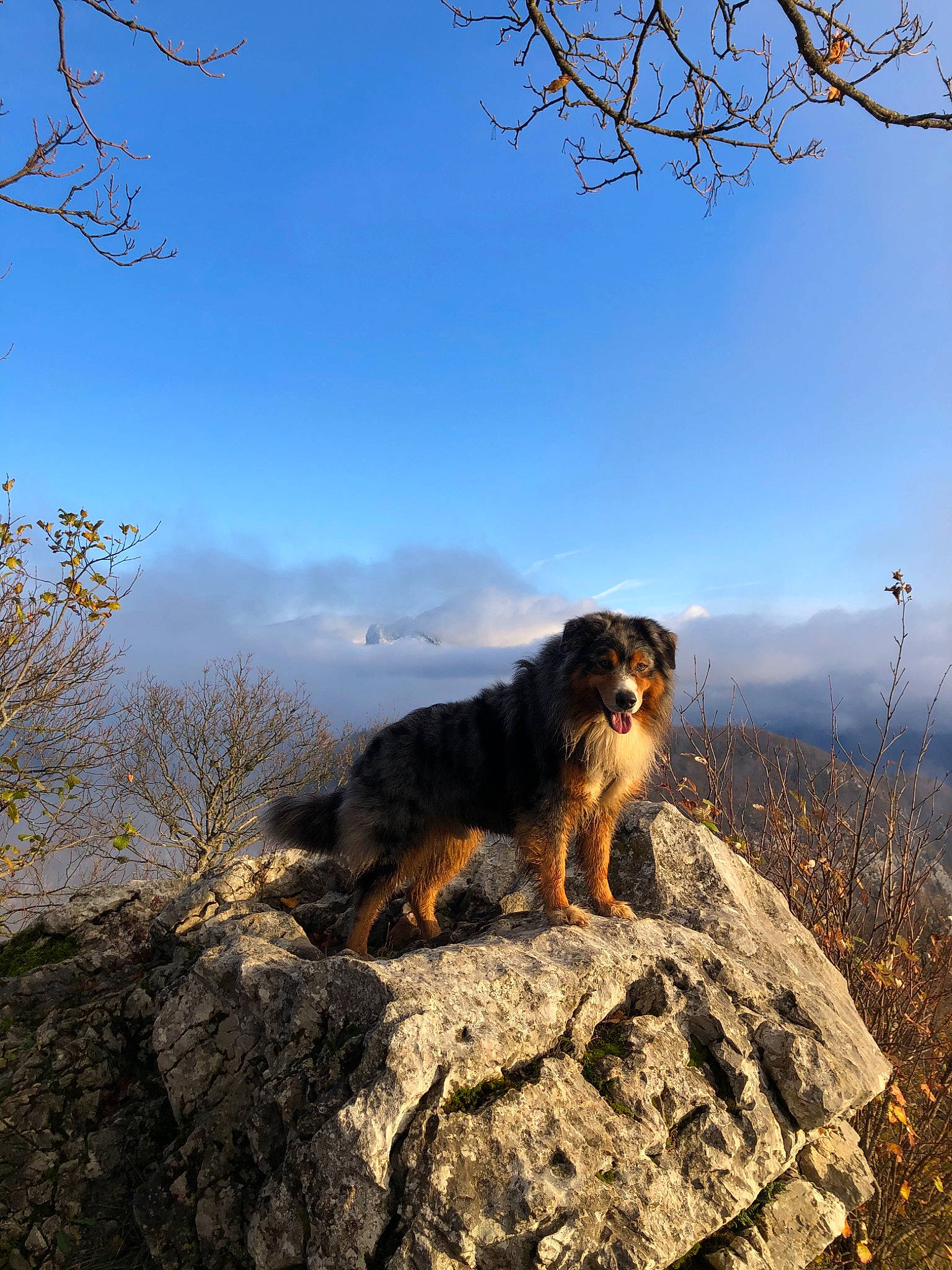 Houston a rejoint le concours — aidez-le/la à gagner de superbes lots ! autumn, branch, canidae, carnivore, dog, dog_breed, hill, mountain, photography, plant, rock, sky, sporting_group, tree
