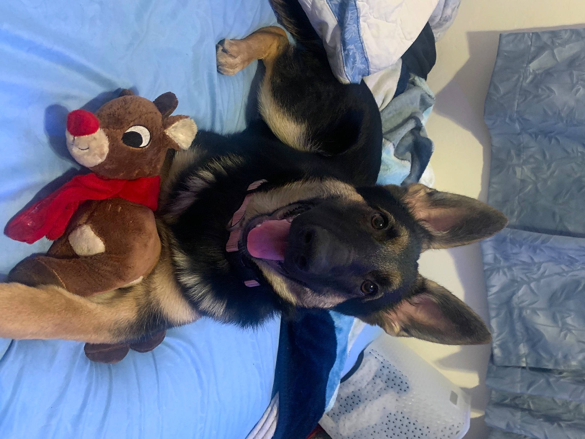 Leo joined the competition — help win amazing prizes! canidae, carnivore, comfort, companion_dog, couch, dog, dog_breed, dog_supply, fur, liver, paw, pet_supply, snout, sporting_group, stuffed_toy, tongue, toy, vertebrate, working_animal, working_dog