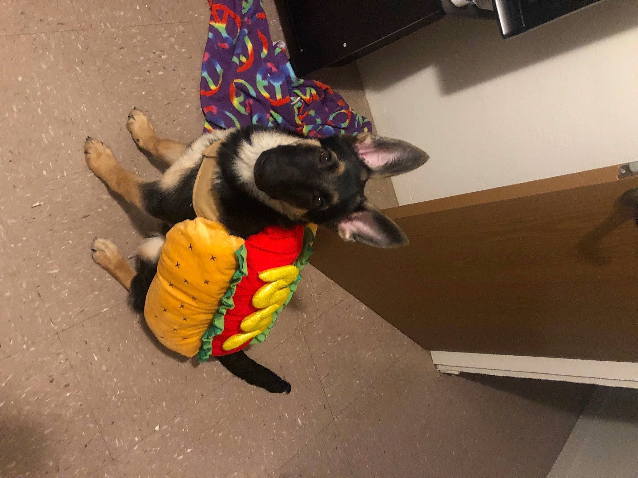 Leo is registered to the contest to win money with this photo: canidae, carnivore, collar, cone, dog, dog_breed, dog_clothes, dog_collar, dog_supply, floor, flooring, laminate_flooring, leash, party_hat, paw, pet_supply, snout, stuffed_toy, wood_flooring, working_animal