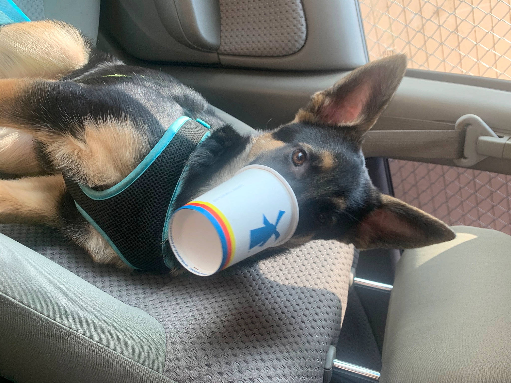 Leo is registered to the contest to win money with this photo: canidae, car_seat, carnivore, collar, comfort, companion_dog, dog, dog_breed, dog_collar, dog_supply, guard_dog, leash, mammal, paw, pet_supply, snout, sporting_group, vehicle_door, working_animal, working_dog