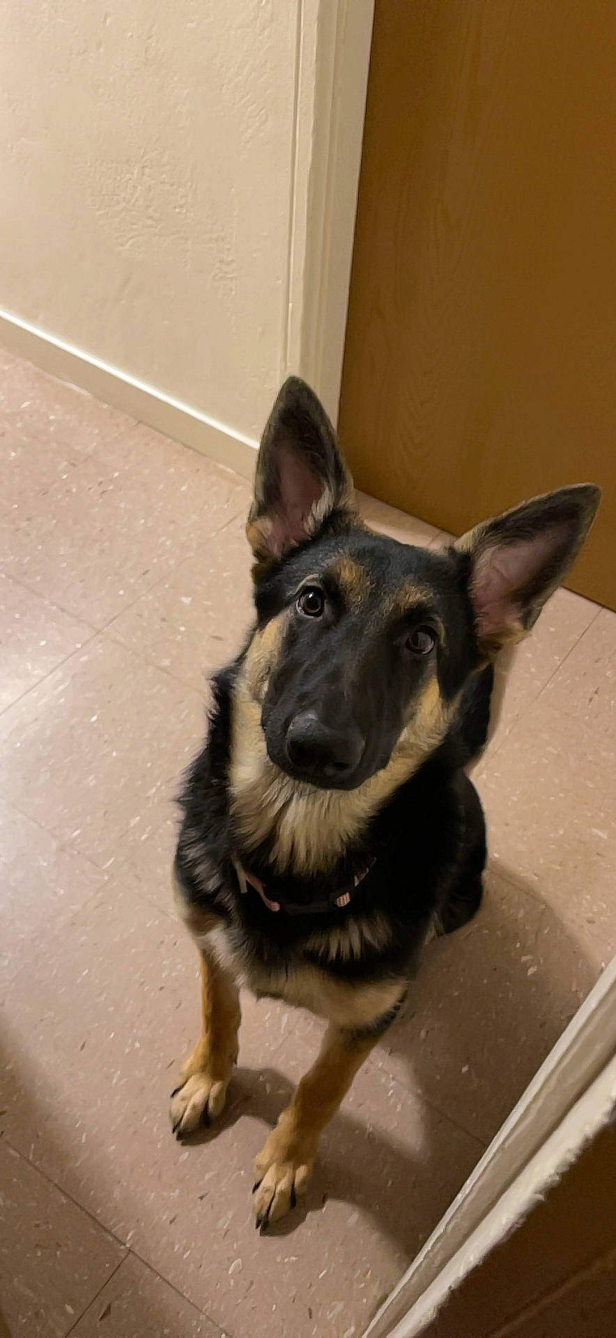 Leo joined the competition — help win amazing prizes! canidae, carnivore, collar, companion_dog, dog, dog_breed, dog_collar, floor, flooring, fur, german_shepherd_dog, guard_dog, pet_supply, police_dog, snout, sporting_group, tile, tongue, working_animal, working_dog