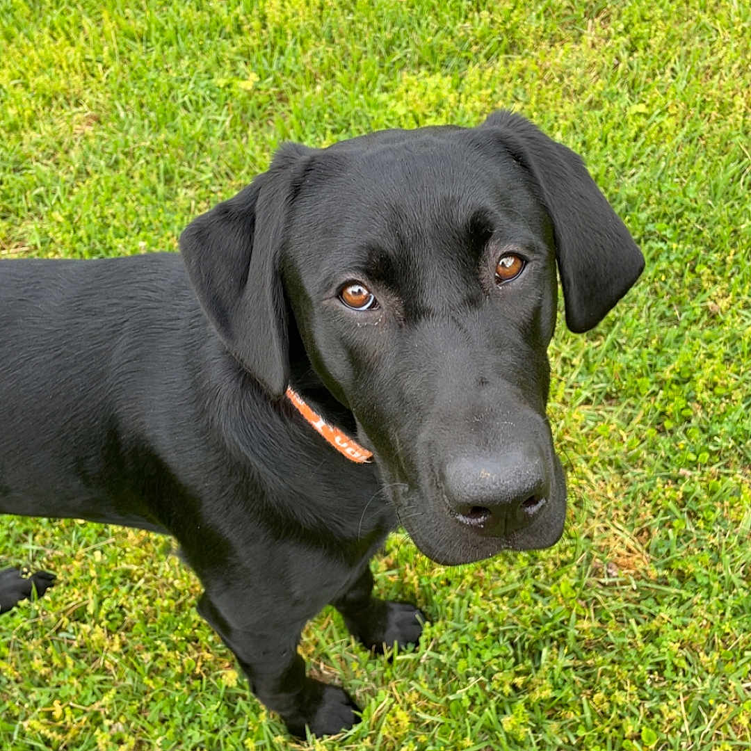 Knox