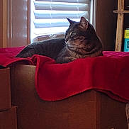 Davia Crockett Murr is registered to the contest to win money with this photo: cat, tabby, indoor, cardboard_box, blanket, window, blinds, shelf, box, feline, pet, resting, cozy, brown, red, looking_away, domestic_animal, quiet, home, relaxed