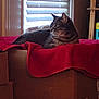 cat, tabby, indoor, cardboard_box, blanket, window, blinds, shelf, box, feline, pet, resting, cozy, brown, red, looking_away, domestic_animal, quiet, home, relaxed