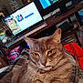 blanket, cat, computer, couch, ears, electronic, face, fan, fur, furniture, indoor, laptop, living_room, pet, plaid, relaxed, tabby, television, whiskers, yellow_eyes