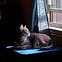 animal, blue_surface, calm, cat, cozy, curtain, domestic, feline, gray_cat, home, indoor, looking_out, natural_light, pet, quiet, resting, shadow, side_view, soft_light, window