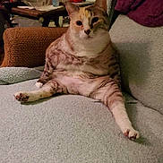 Sonsa is registered to the contest to win money with this photo: cat, feline, pet, couch, indoor, relaxed, sitting, fur, animal, cute, plush, legs_spread, face, looking, home, furniture, table, clutter, cozy, domestic
