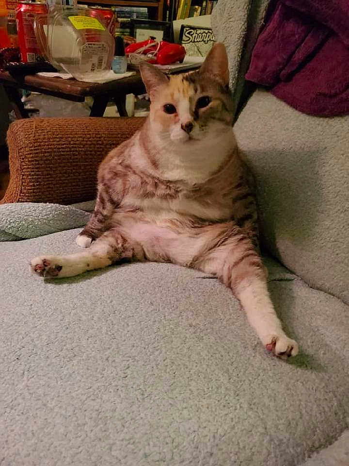 Sonsa is registered to the contest to win money with this photo: cat, feline, pet, couch, indoor, relaxed, sitting, fur, animal, cute, plush, legs_spread, face, looking, home, furniture, table, clutter, cozy, domestic