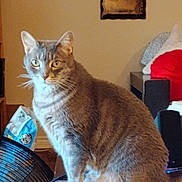 Davia joined the competition — help win amazing prizes! cat, feline, pet, indoor, gray_cat, tabby, whiskers, ears, yellow_eyes, sitting, fur, tabletop, fan, snack_bag, pillow, cushion, framed_picture, home_interior, curiosity, portrait