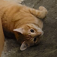Felix joined the competition — help win amazing prizes! animal, cat, closeup, companionship, curious, cute, domestic_cat, ears, feline, floor, fur, ginger_cat, indoor, looking_at_camera, lying_down, mammal, paws, pet, relaxed, whiskers