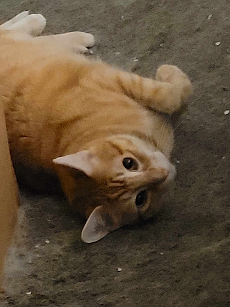 Felix