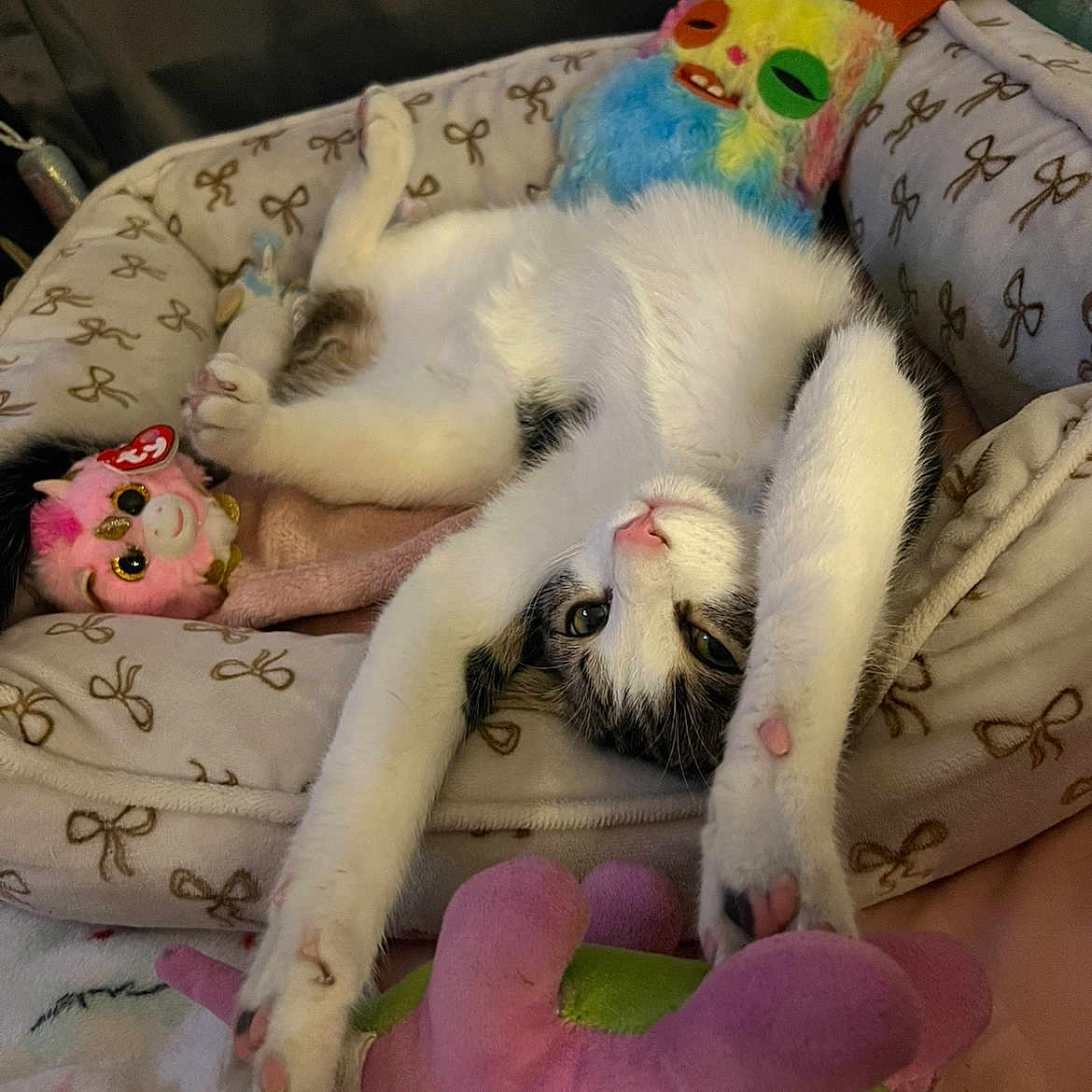 Leonardo Rey joined the competition — help win amazing prizes! animal, bed, cat, colorful, comfort, cozy, cute, feline, green, indoor, paw, pet, pink, plush_toy, relaxed, resting, sleepy, soft_toys, stretching, white_cat