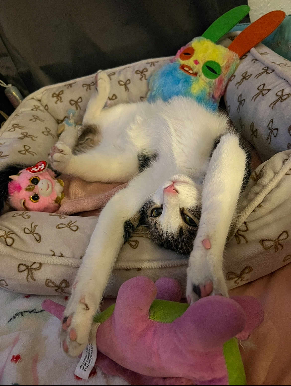 Leonardo Rey joined the competition — help win amazing prizes! animal, bed, cat, colorful, comfort, cozy, cute, feline, green, indoor, paw, pet, pink, plush_toy, relaxed, resting, sleepy, soft_toys, stretching, white_cat