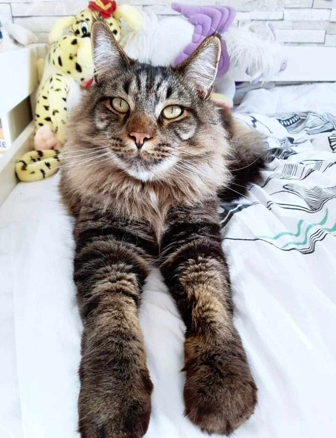 Pépito