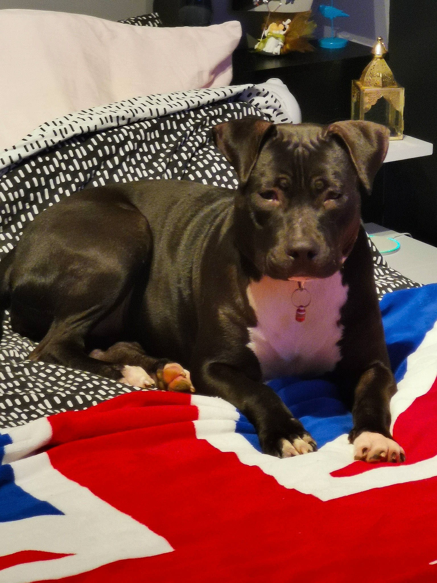 Thalya participe au concours pour gagner de l'argent avec cette photo : canidae, carnivore, comfort, companion_dog, dog, dog_breed, dog_supply, fawn, guard_dog, liver, non_sporting_group, snout, sporting_group, toy_dog, working_animal, working_dog