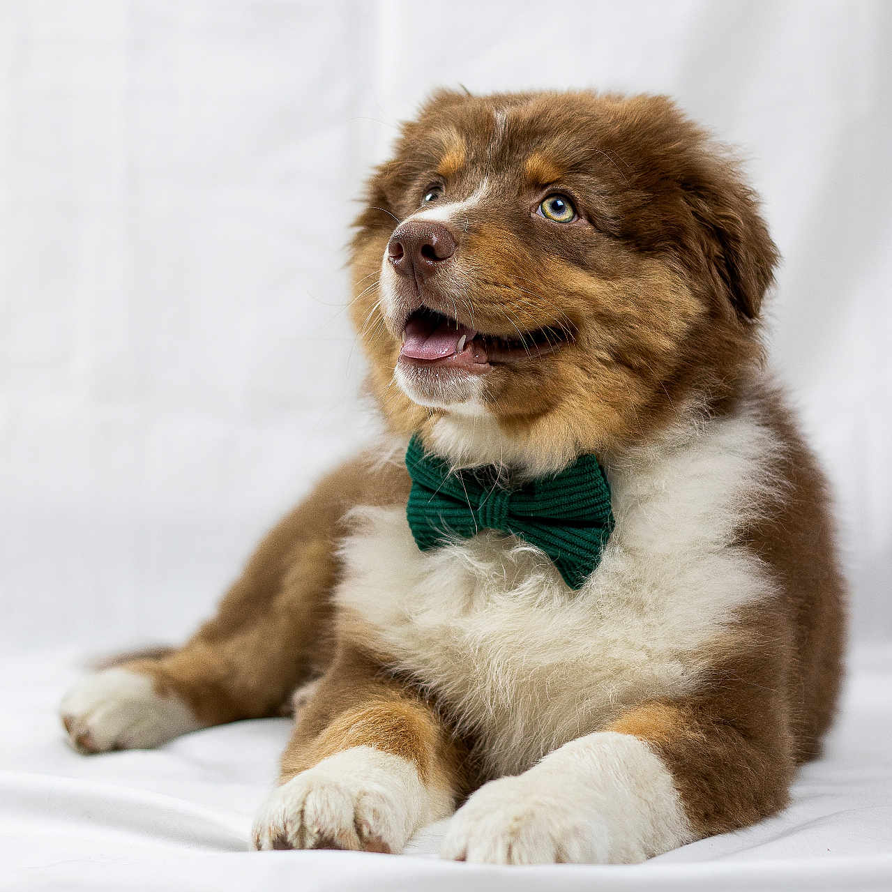 Hadès a rejoint le concours — aidez-le/la à gagner de superbes lots ! puppy, dog, bow_tie, brown_fur, white_fur, fluffy, portrait, studio, pet, canine, sitting, lying_down, open_mouth, happy, blue_eyes, paws, white_background, professional_photography, collar, watermark
