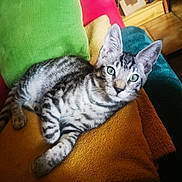 Arès a rejoint le concours — aidez-le/la à gagner de superbes lots ! alert, animal, blanket, cat, closeup, comfort, cozy, cushion, domestic, ears, feline, fur, green_eyes, indoor, pet, relaxed, resting, striped, tabby, whiskers
