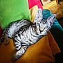 alert, animal, blanket, cat, closeup, comfort, cozy, cushion, domestic, ears, feline, fur, green_eyes, indoor, pet, relaxed, resting, striped, tabby, whiskers