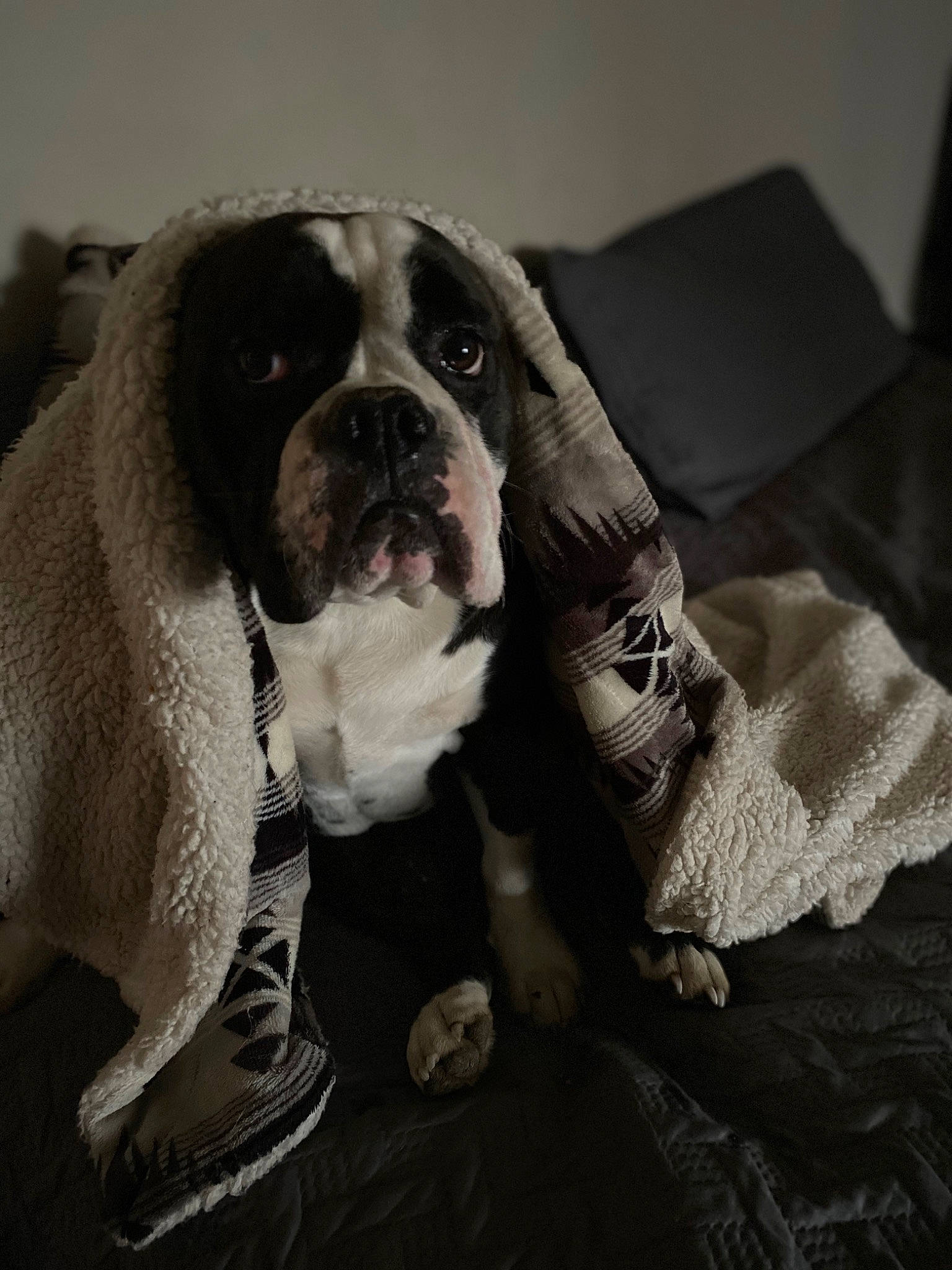 Lulu joined the competition — help win amazing prizes! american_bulldog, australian_bulldog, bulldog, canidae, carnivore, companion_dog, dog, dog_breed, mammal, non_sporting_group, nose, old_english_bulldog, olde_english_bulldogge, puppy_love, rare_breed_dog, skin, snout, sporting_group, toy_bulldog, valley_bulldog