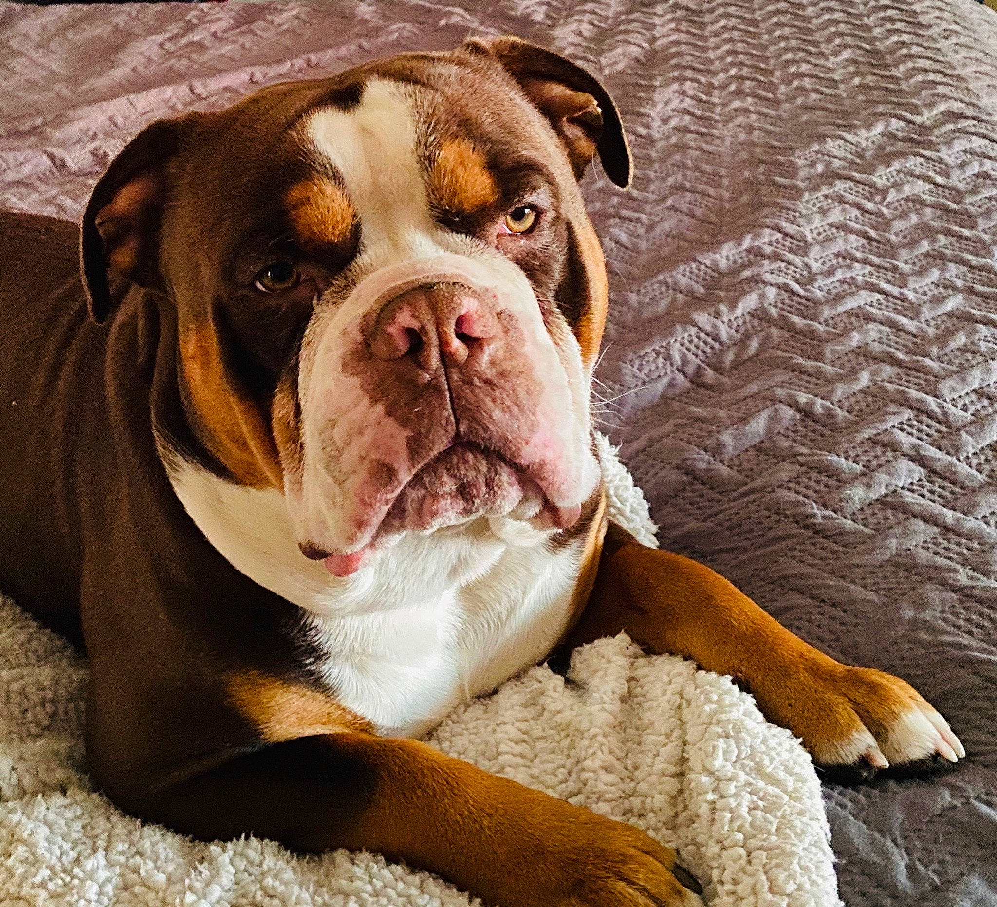 Eazy joined the competition — help win amazing prizes! american_bulldog, australian_bulldog, british_bulldogs, bulldog, canidae, carnivore, companion_dog, dog, dog_breed, mammal, non_sporting_group, old_english_bulldog, olde_english_bulldogge, puppy_love, renascence_bulldogge, skin, snout, toy_bulldog, vertebrate, white_english_bulldog