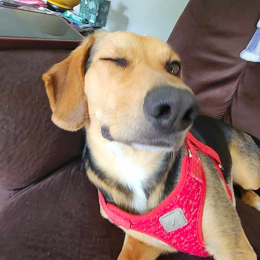 Dolly is registered to the contest to win money with this photo: animal, architecture, building, canine, couch, cushion, dog, furniture, homedecor, hound, indoors, interiordesign, jar, lamp, livingroom, pet, pottery, puppy, room, vase