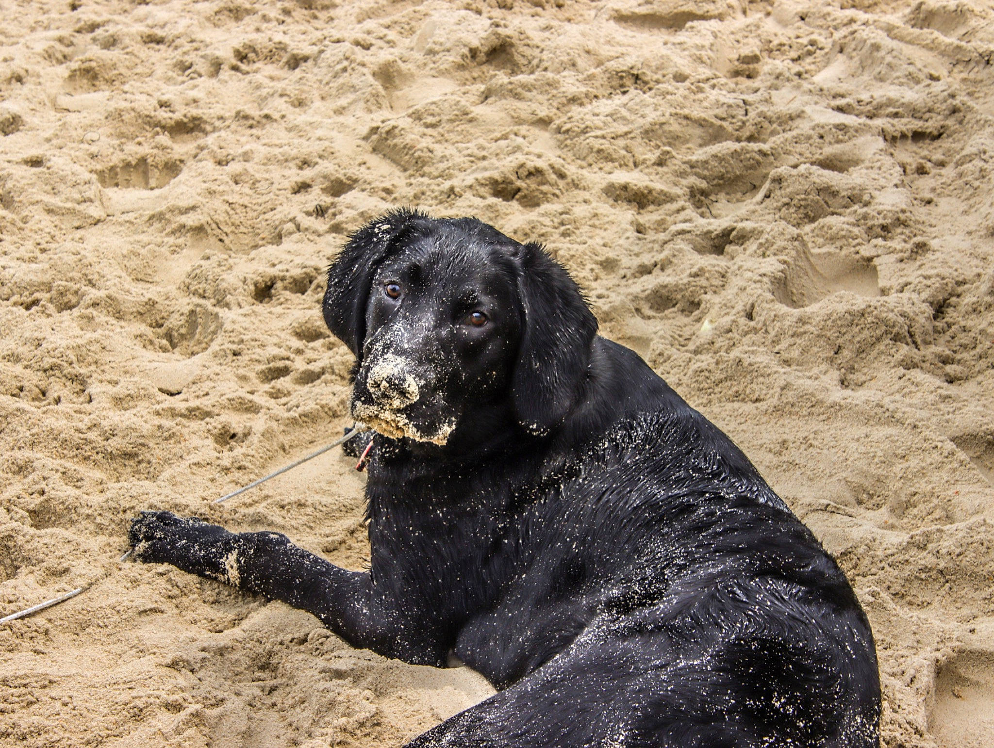 Topper joined the competition — help win amazing prizes! beach, borador, canidae, carnivore, companion_dog, dog, dog_breed, gun_dog, hunting_dog, labrador_retriever, landscape, sand, shadow, snout, soil, sporting_group, terrestrial_animal, working_animal, working_dog