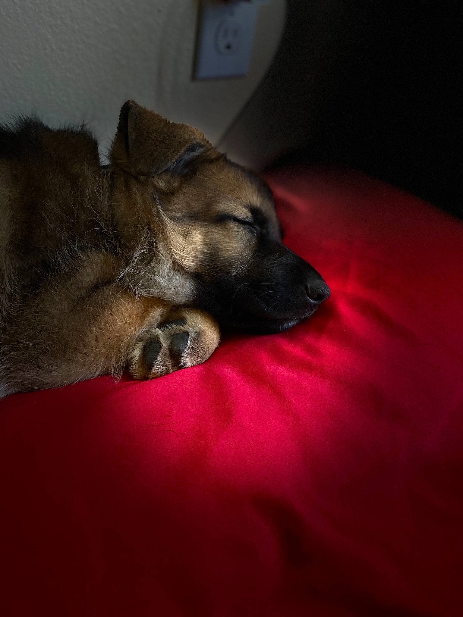 Itachi joined the competition — help win amazing prizes! border_terrier, canidae, carnivore, companion_dog, dog, dog_breed, fawn, nap, norwegian_elkhound, paw, puppy, red, sleep, snout