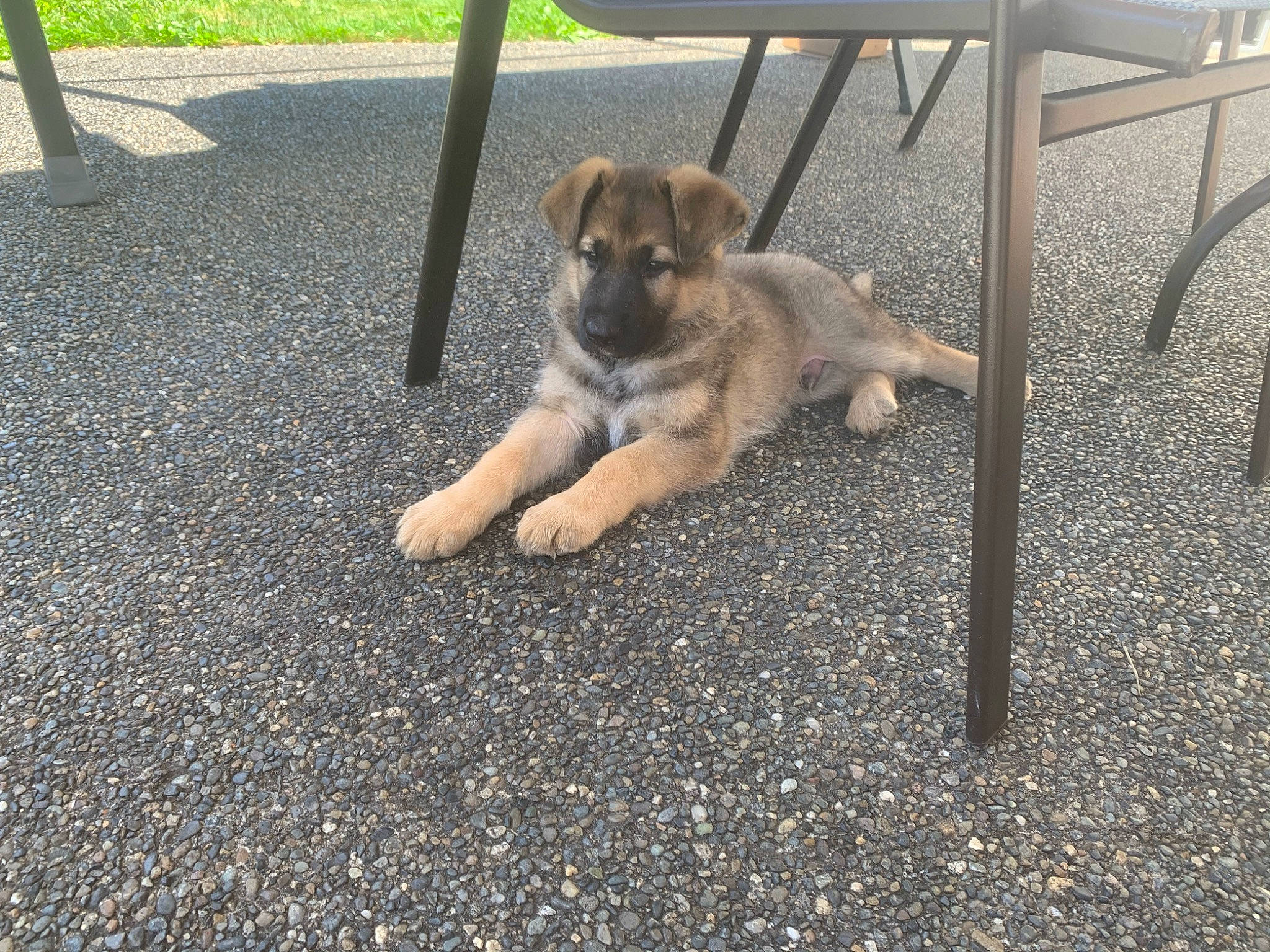 Itachi joined the competition — help win amazing prizes! anatolian_shepherd_dog, canidae, carnivore, companion_dog, dog, dog_breed, fawn, german_shepherd_dog, mammal, puppy, sporting_group, street_dog, vertebrate, working_dog