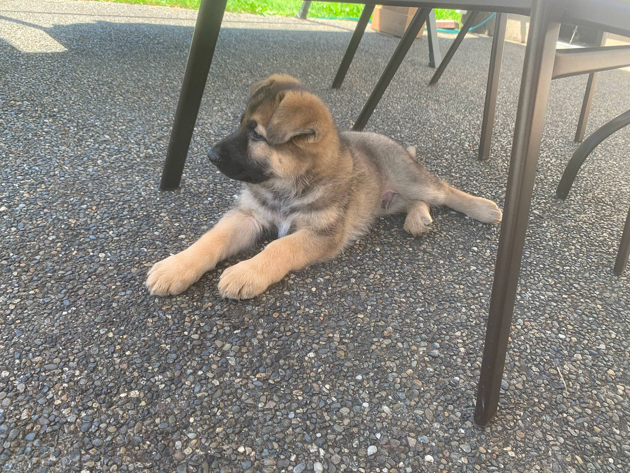 Itachi is registered to the contest to win money with this photo: canidae, carnivore, companion_dog, dog, dog_breed, fawn, mammal, puppy, sporting_group, street_dog, tail, vertebrate, wolfdog