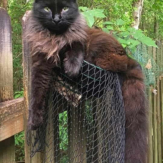 Spike
