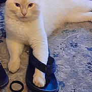 Munchy joined the competition — help win amazing prizes! animal, carpet, cat, cream_cat, ears, feline, funny, home, indoors, lying_down, paw, pet, playful, portrait, relaxed, rug, sandal, shoe, whiskers, white_cat