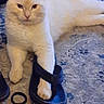 cat, cream_cat, white_cat, pet, feline, animal, lying_down, paw, sandal, shoe, carpet, rug, indoors, home, relaxed, funny, playful, portrait, whiskers, ears