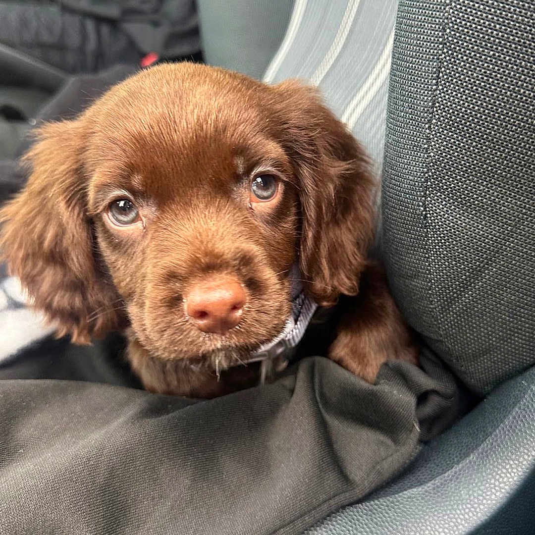 Mylo is registered to the contest to win money with this photo: animal, blanket, canine, car, car_interior, carseat, cockerspaniel, cushion, dog, homedecor, hound, person, pet, pointer, policedog, puppy, sleeping, snout, transportation, vehicle
