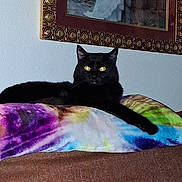 Sally joined the competition — help win amazing prizes! cat, black_cat, pet, animal, feline, yellow_eyes, glowing_eyes, lounging, lying_down, bed, blanket, colorful_blanket, bedroom, indoor, portrait, framed_art, wall, furniture, relaxed, photography