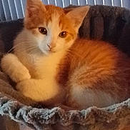 Bobby a rejoint le concours — aidez-le/la à gagner de superbes lots ! cat, kitten, orange_cat, white_cat, pet, feline, animal, cute, curled_up, cat_bed, indoor, cozy, soft_texture, fur, resting, looking, close_up, domestic_cat, young_cat, blinds