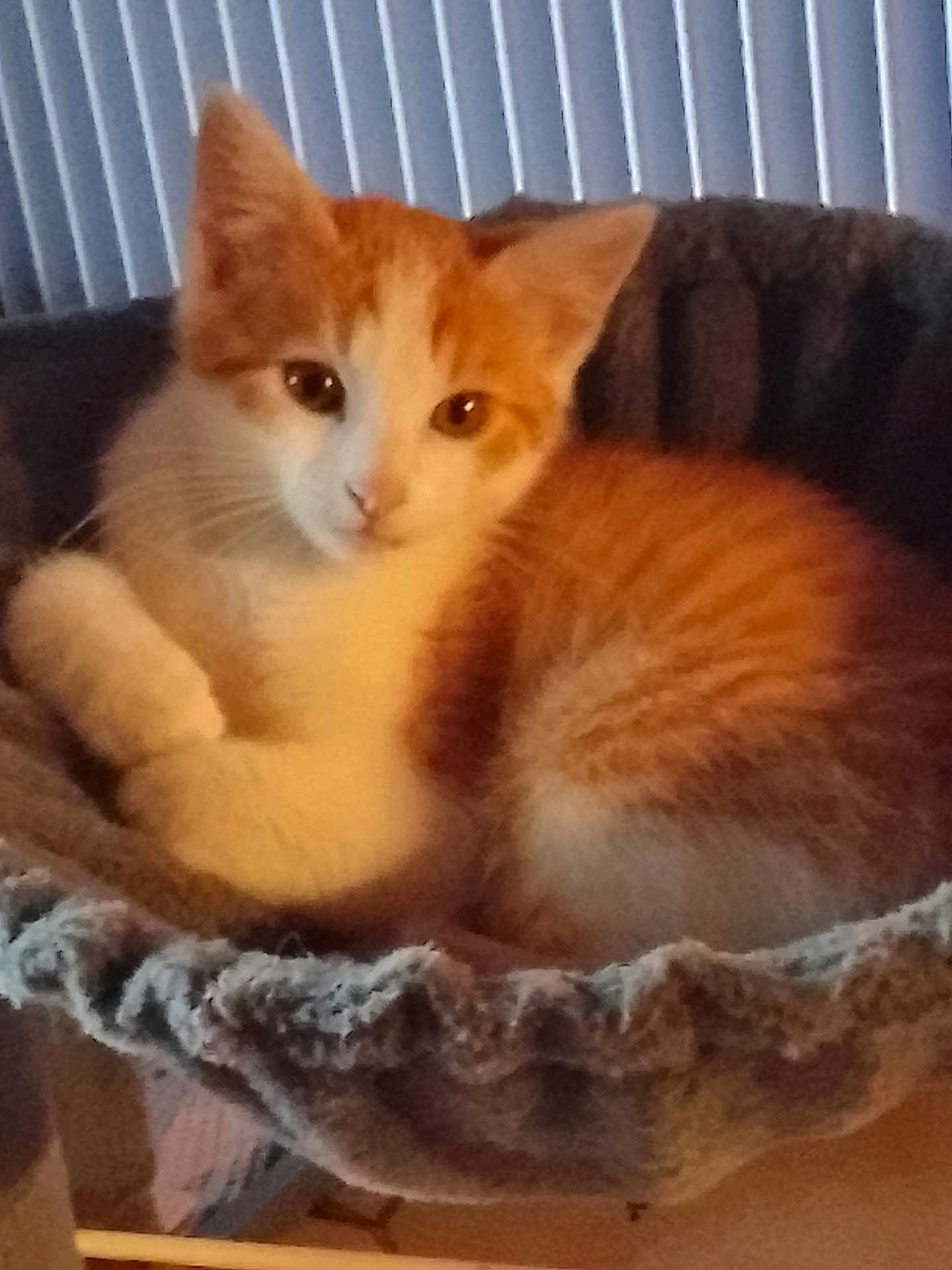 Bobby a rejoint le concours — aidez-le/la à gagner de superbes lots ! cat, kitten, orange_cat, white_cat, pet, feline, animal, cute, curled_up, cat_bed, indoor, cozy, soft_texture, fur, resting, looking, close_up, domestic_cat, young_cat, blinds