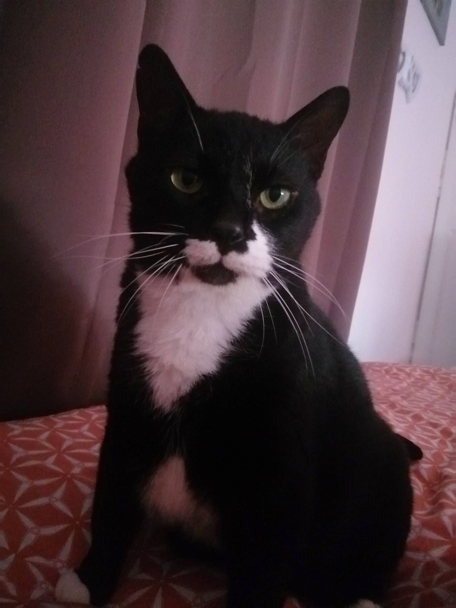 Gros Mimi a rejoint le concours — aidez-le/la à gagner de superbes lots ! black_cat, carnivore, cat, comfort, domestic_short_haired_cat, eye, felidae, formal_wear, fur, head, human_body, iris, paw, sitting, small_to_medium_sized_cats, snout, stairs, tail, whiskers, window