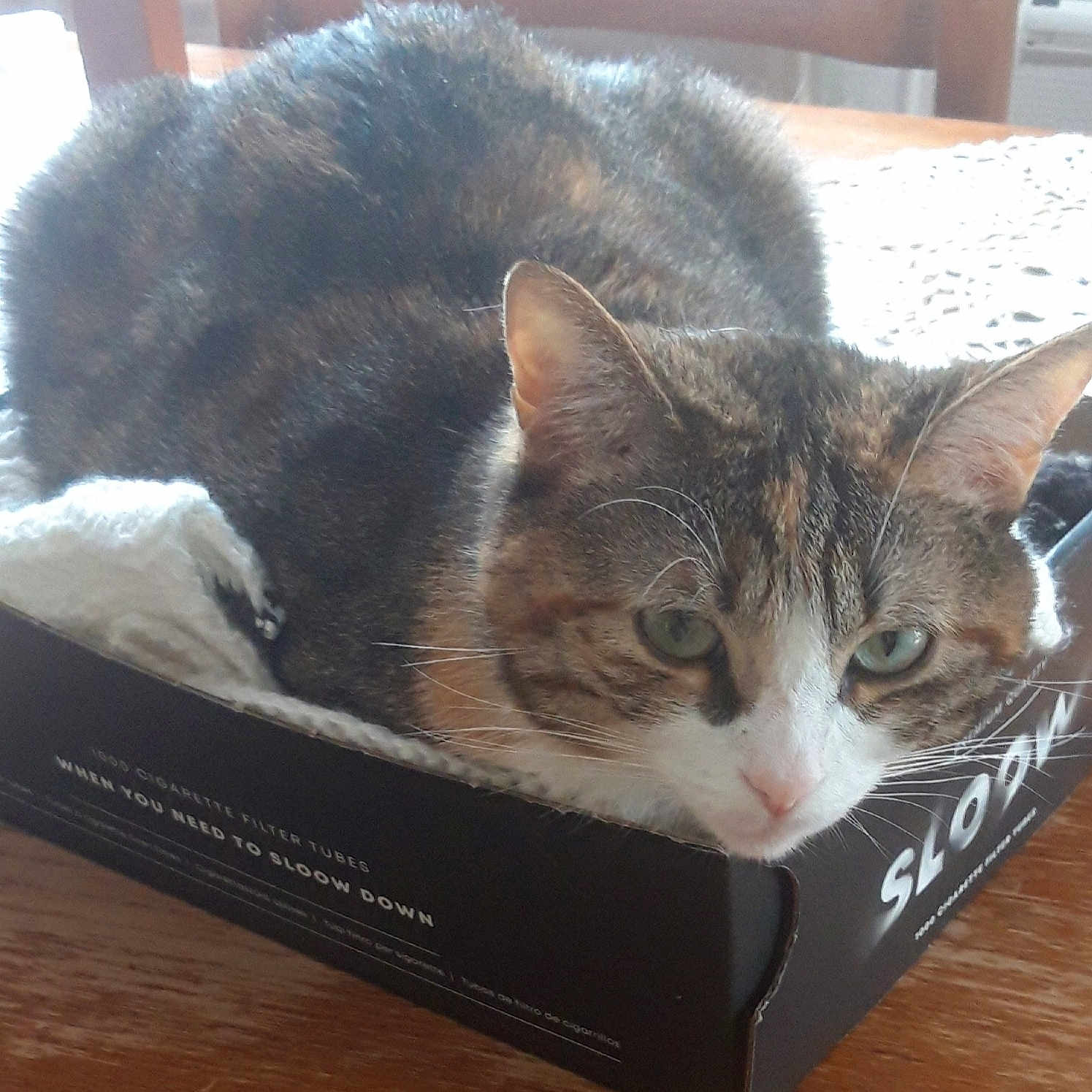 Sweety participe au concours pour gagner de l'argent avec cette photo : box, cardboard, carnivore, carton, cat, domestic_short_haired_cat, door, felidae, fur, packaging_and_labeling, paw, plant, publication, shipping_box, small_to_medium_sized_cats, snout, tail, tree, whiskers, window