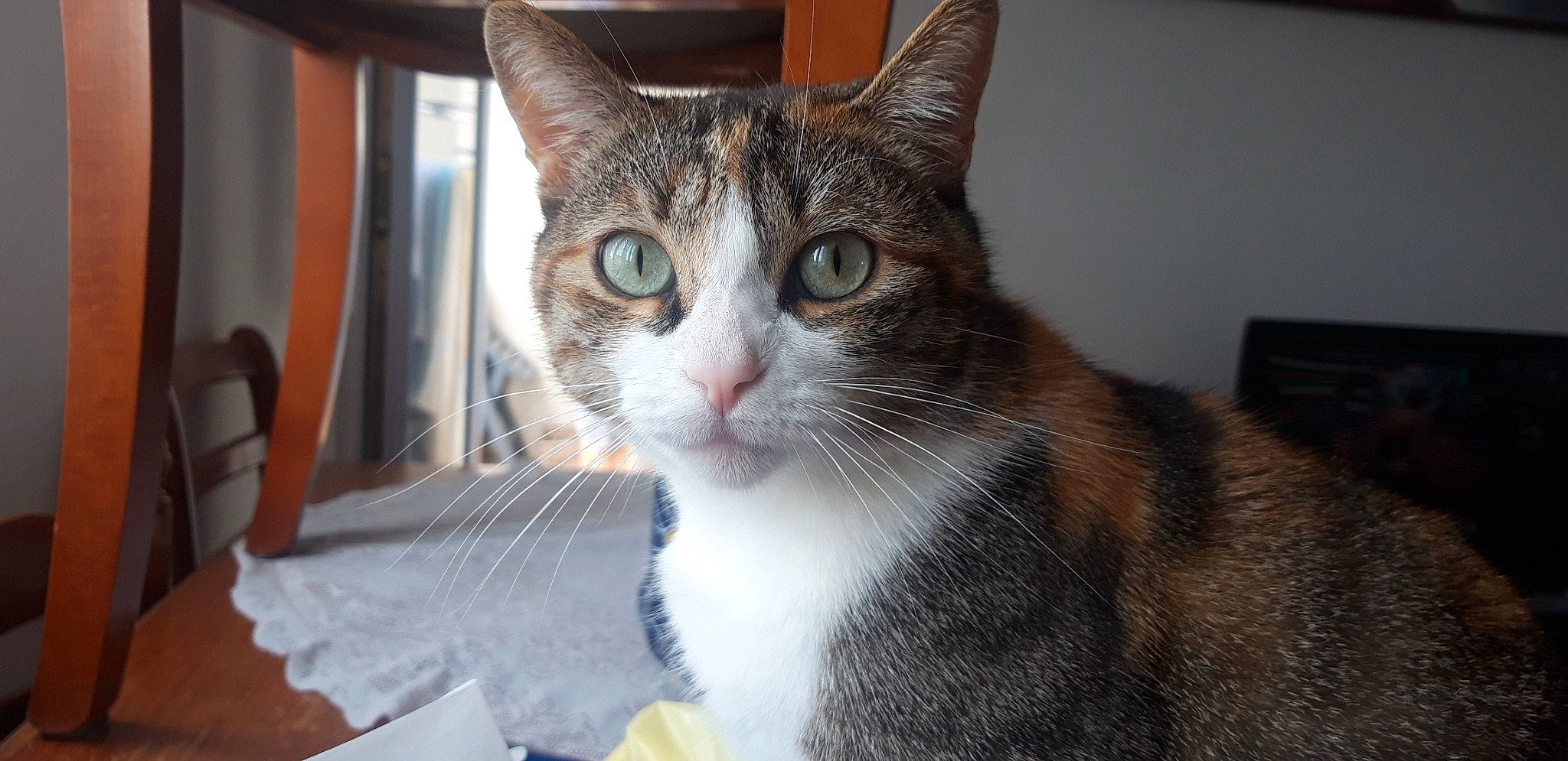 Sweety a rejoint le concours — aidez-le/la à gagner de superbes lots ! carnivore, cat, chair, domestic_short_haired_cat, eye, felidae, fur, paw, small_to_medium_sized_cats, snout, tail, terrestrial_animal, whiskers