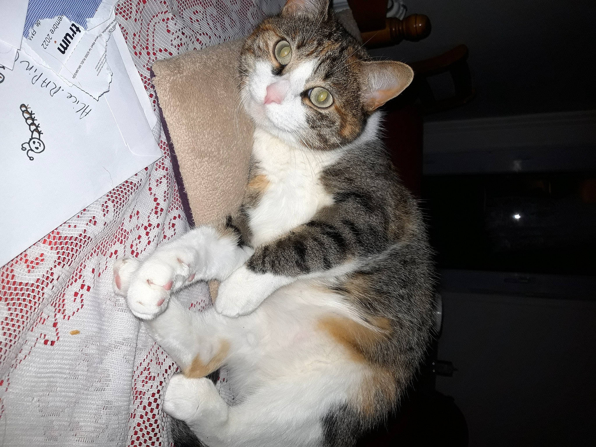 Sweety a rejoint le concours — aidez-le/la à gagner de superbes lots ! carnivore, cat, claw, comfort, domestic_short_haired_cat, felidae, foot, fur, paw, sitting, small_to_medium_sized_cats, snout, tail, terrestrial_animal, whiskers