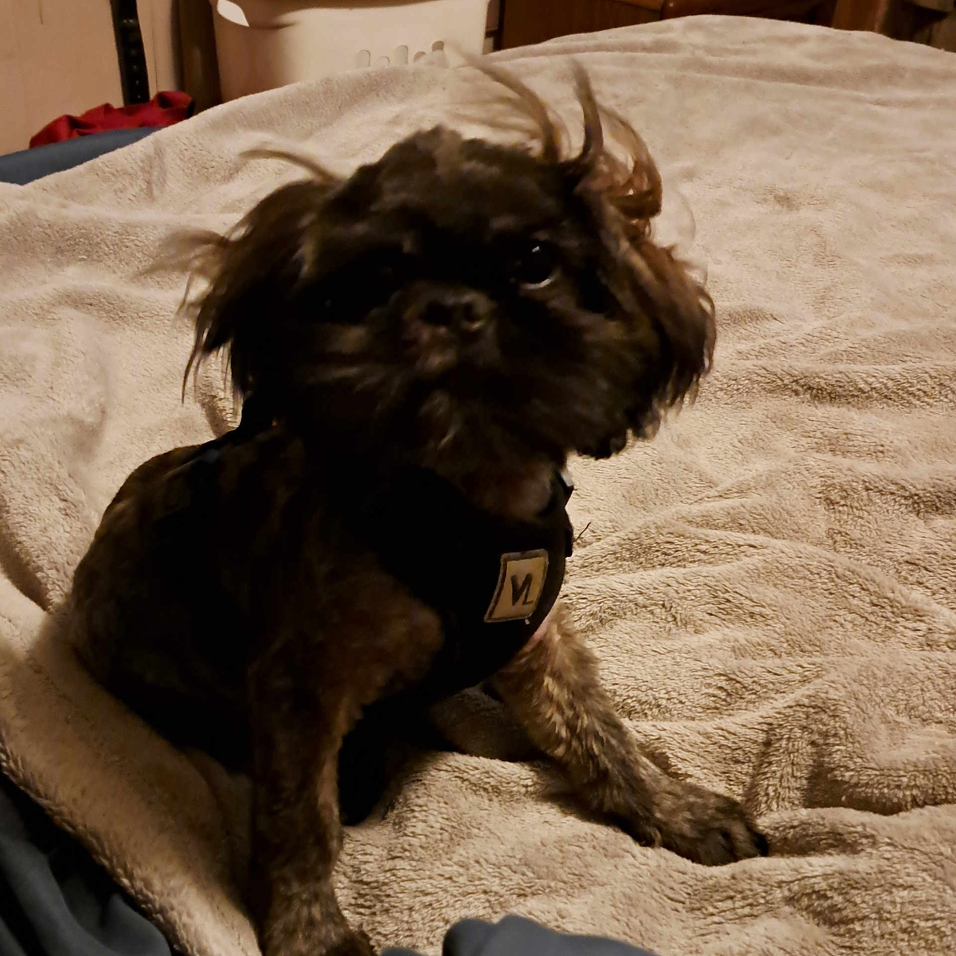 Gizmo