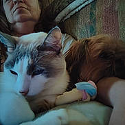 Mily is registered to the contest to win money with this photo: cat, dog, person, couch, blanket, indoor, pet, feline, canine, closeup, relaxing, companion, snuggling, furry, domestic, animal, home, casual, portrait, resting
