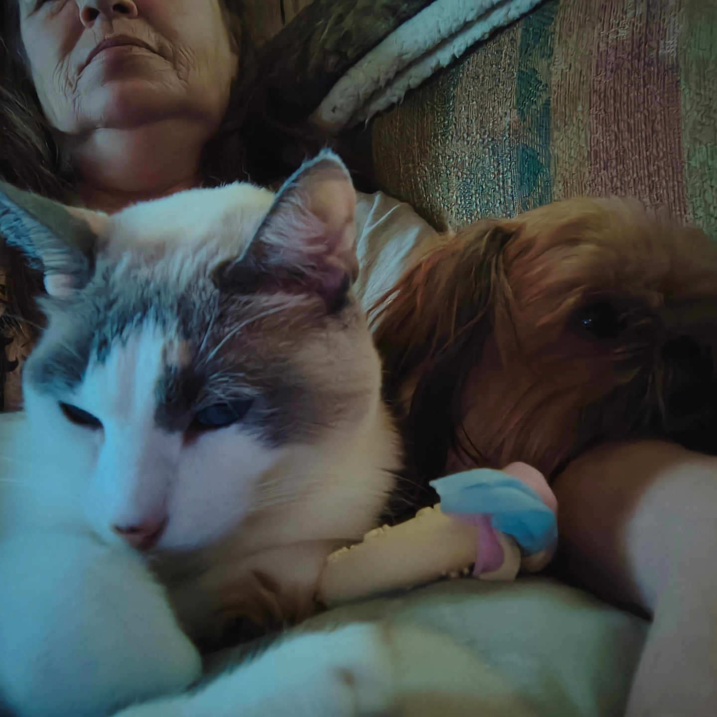 Mily is registered to the contest to win money with this photo: cat, dog, person, couch, blanket, indoor, pet, feline, canine, closeup, relaxing, companion, snuggling, furry, domestic, animal, home, casual, portrait, resting