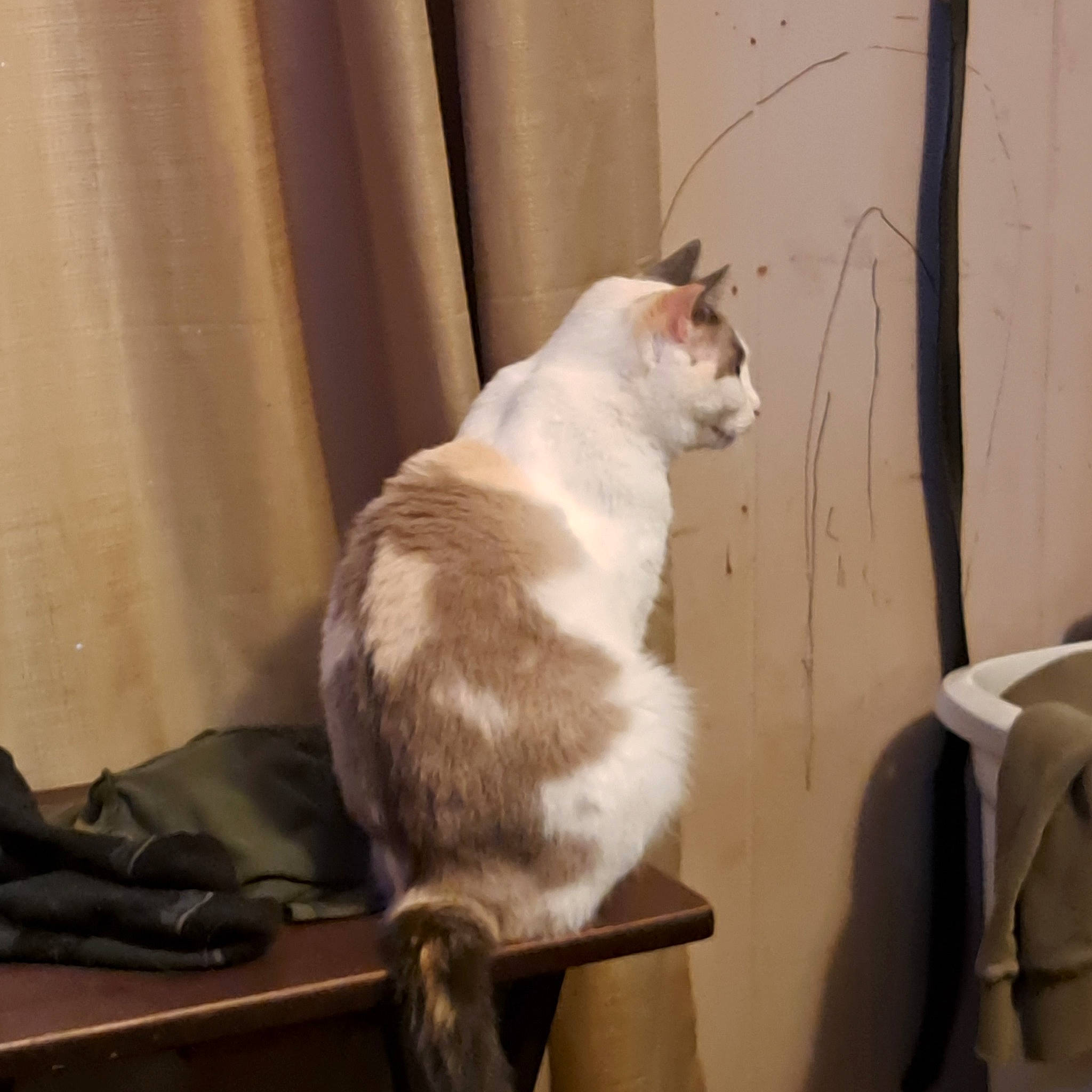 Mily joined the competition — help win amazing prizes! animal_shelter, box, carnivore, cat, comfort, curtain, domestic_short_haired_cat, fawn, felidae, fur, hardwood, paw, room, small_to_medium_sized_cats, tail, whiskers, window, wood