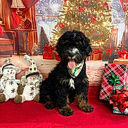 Brantley joined the competition — help win amazing prizes! puppy, dog, black_dog, brown_dog, bandana, christmas_tree, christmas_decorations, wrapped_gifts, snowman_plush, holiday, festive, red_blanket, indoor, cute, tongue_out, fur, decor, celebration, seasonal, background