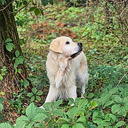 Lucky a rejoint le concours — aidez-le/la à gagner de superbes lots ! dog, golden_retriever, animal, outdoor, forest, greenery, leaves, tree, nature, canine, pet, mammal, fur, alert, wildlife, plant, bark, daylight, natural_light, environment