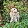 dog, golden_retriever, animal, outdoor, forest, greenery, leaves, tree, nature, canine, pet, mammal, fur, alert, wildlife, plant, bark, daylight, natural_light, environment