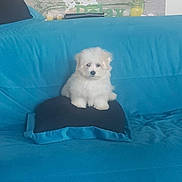 Plume a rejoint le concours — aidez-le/la à gagner de superbes lots ! animal, blue, calm, candles, couch, cozy, cute, decor, dog, flowers, fluffy, furniture, home, indoor, pet, pillow, puppy, relax, sitting, white